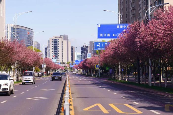 衢州春季市区内有哪些赏花的地方推荐