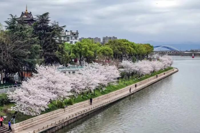 衢州春季市区内有哪些赏花的地方推荐