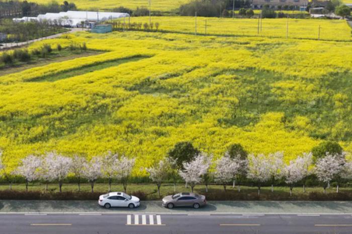 衢州春季市区内有哪些赏花的地方推荐