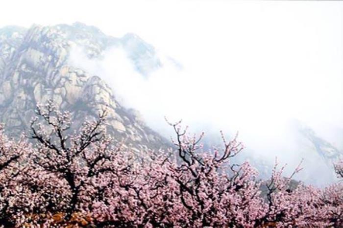 凤凰岭山桃花什么时间开
